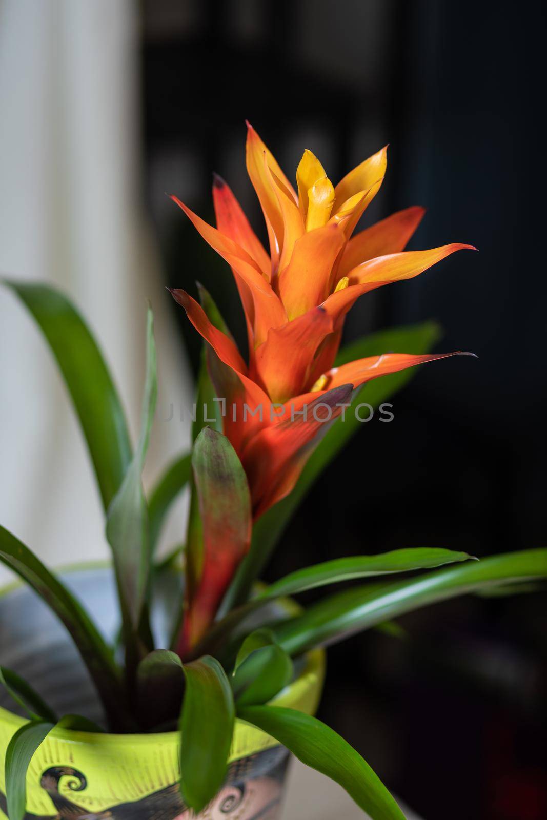 Yellow Bromeliaceae - monocot flower plant close up by ferhad
