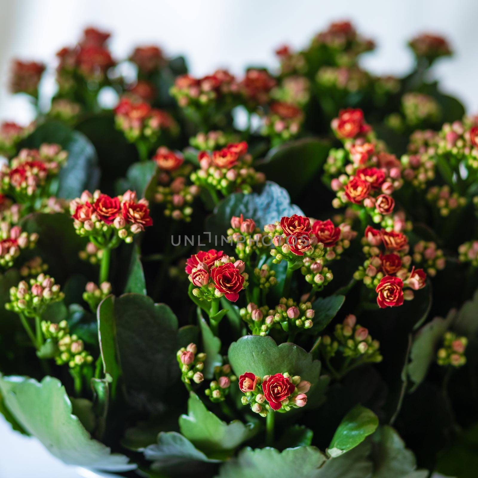 Colorful Lantana camara flower plant close up
