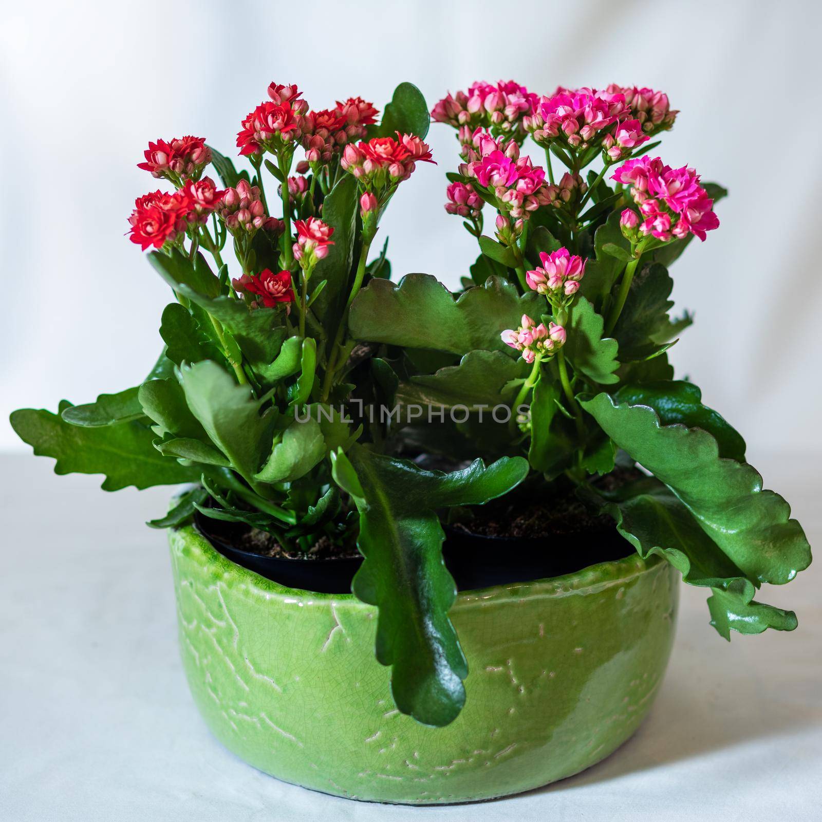 Colorful Lantana camara flower plant in the green pot
