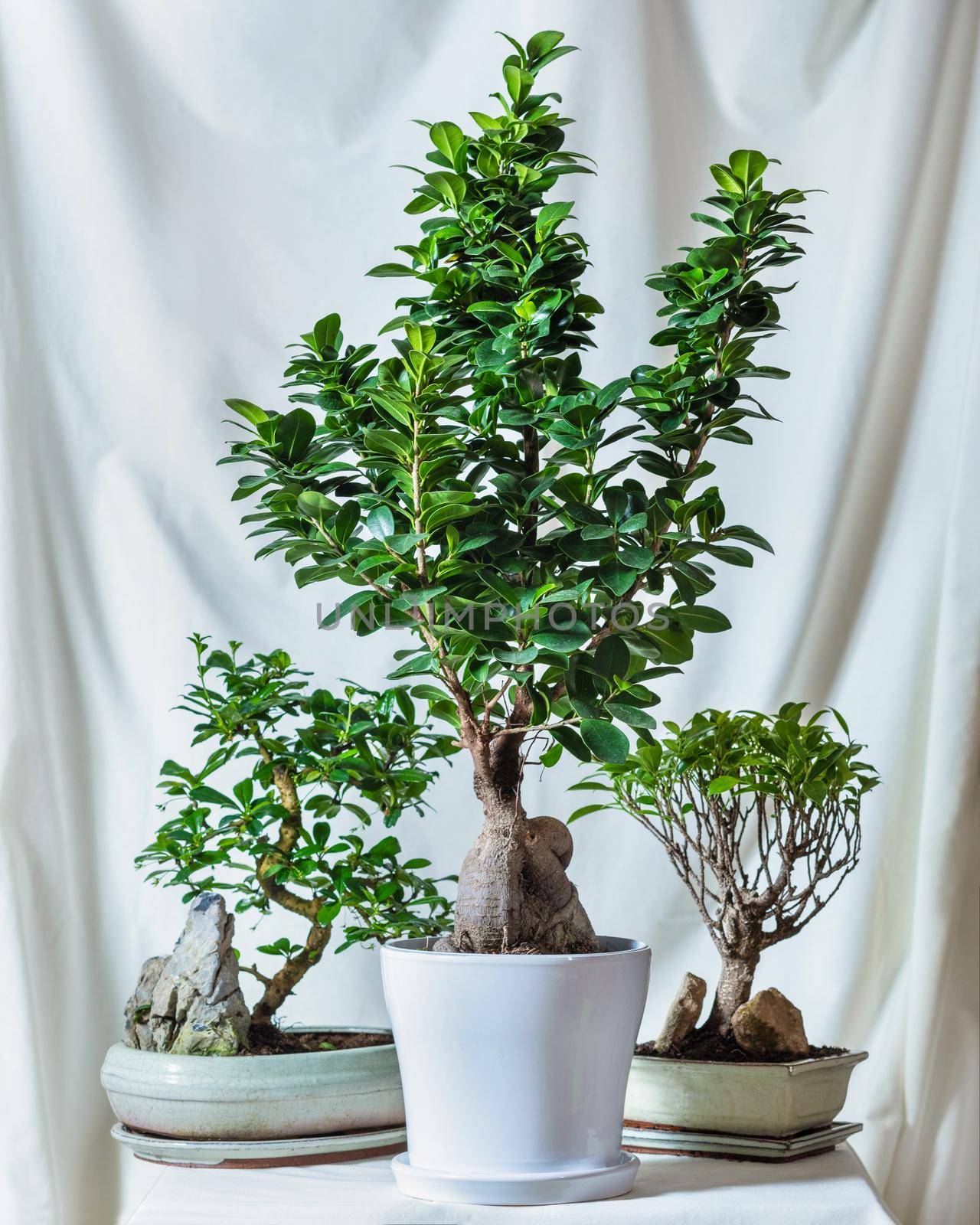 Bonsai Trees, small and big, white background