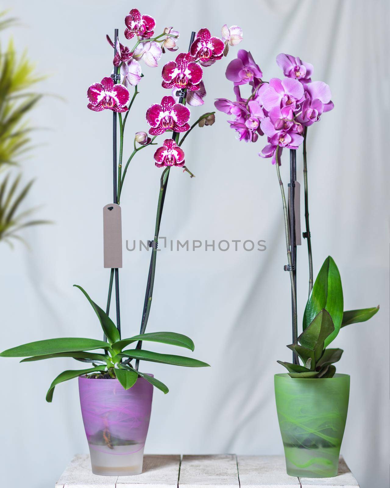 Purple moth orchid flower, phalaenopsis plant white background by ferhad