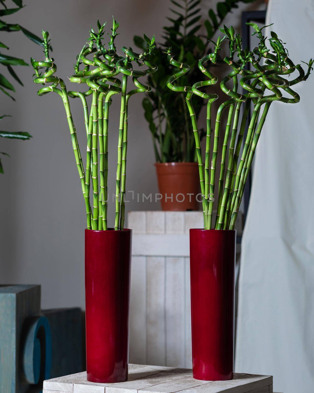 Bamboo plant in the red pot by ferhad