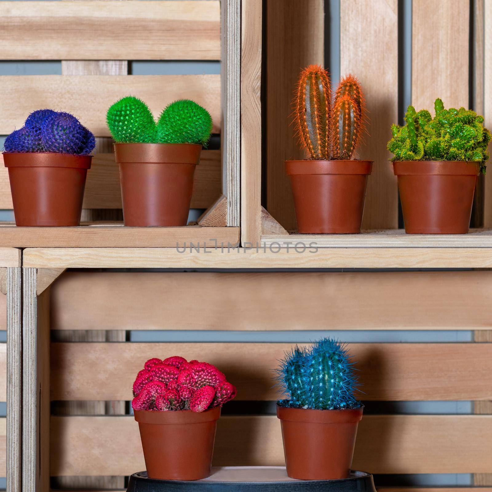 Colorful cactuses in the wooden box