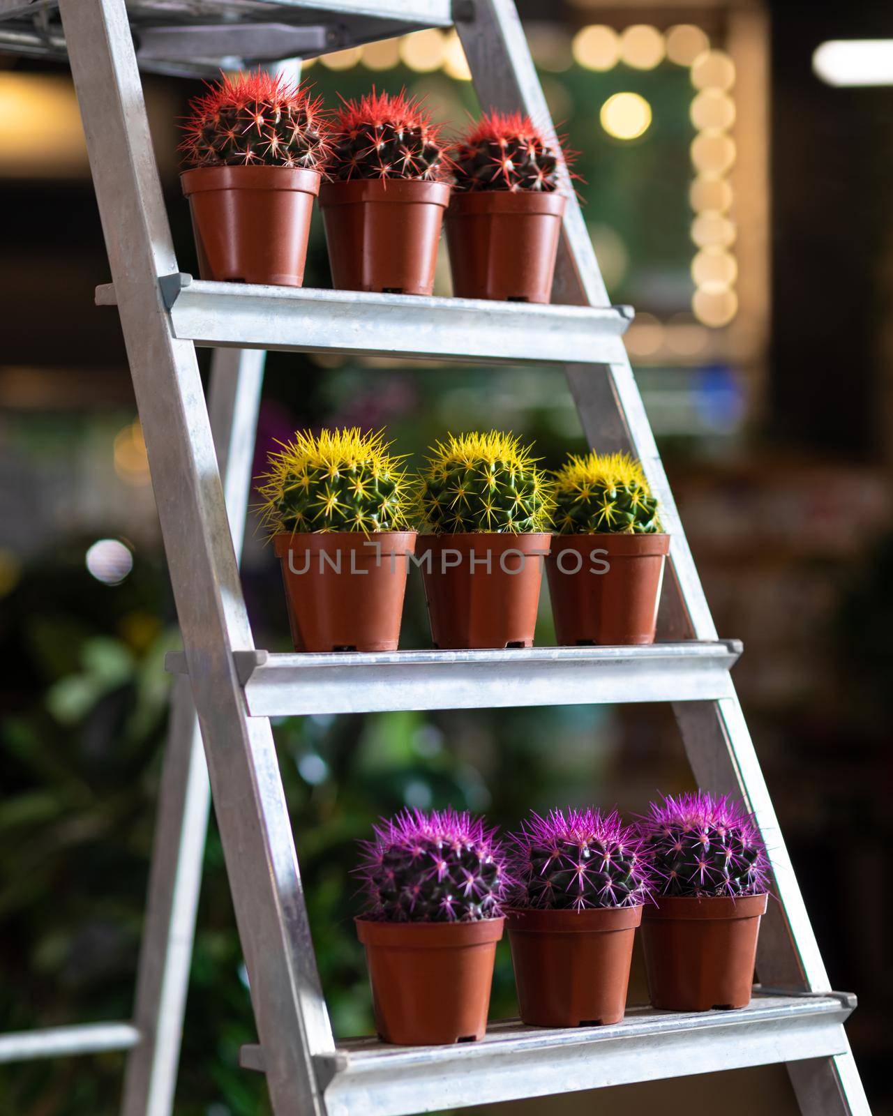 Colorful cactuses in the showcase