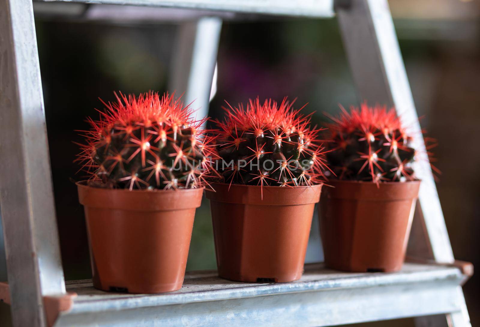 Red cactuses in the showcase by ferhad