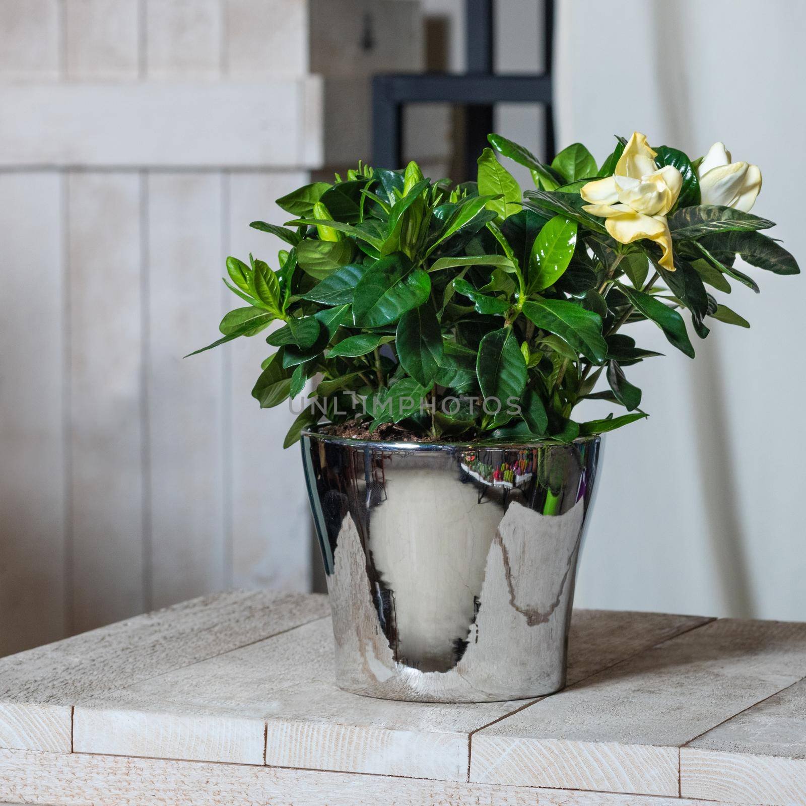 The beautiful Gardenia flower plant in the shiny pot