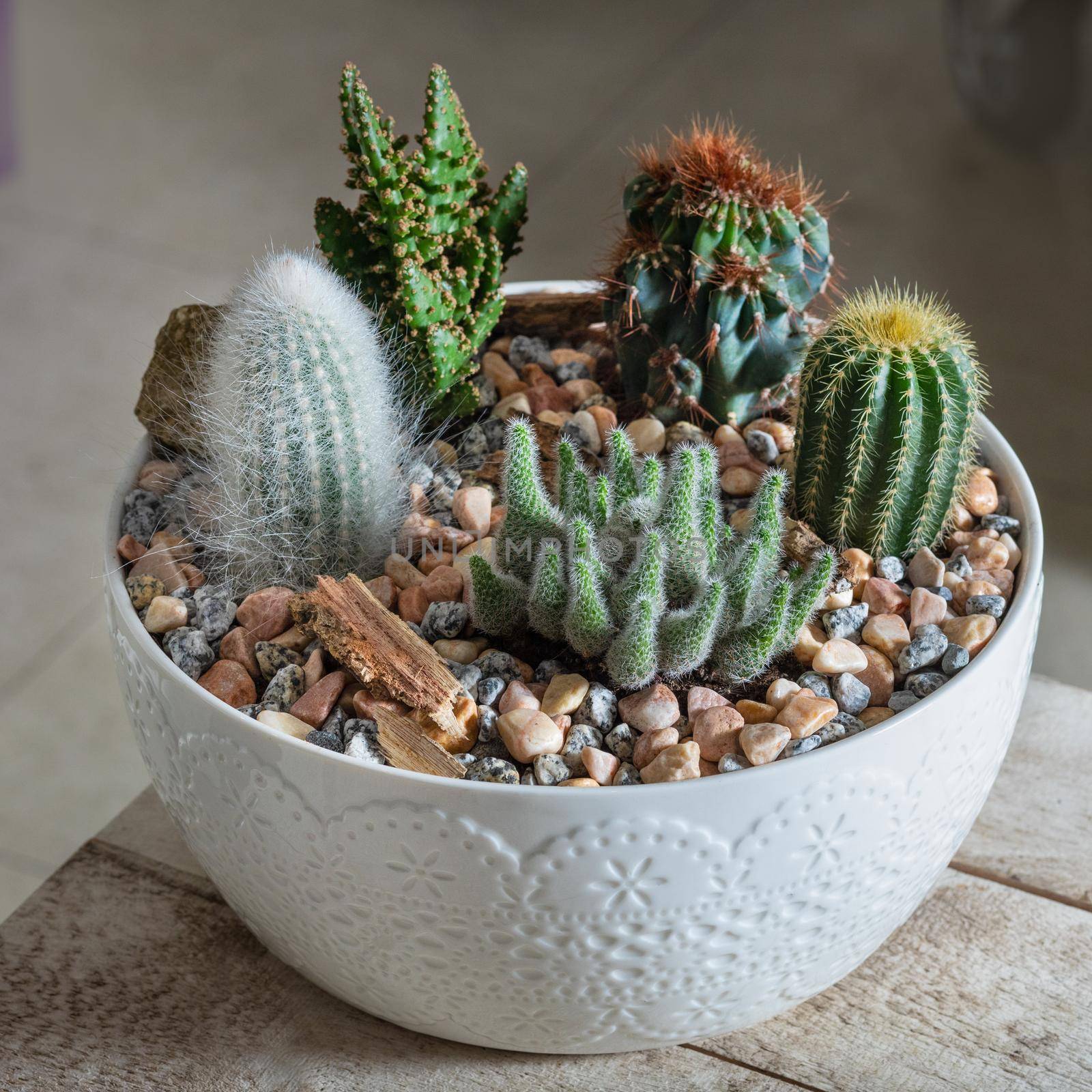 Colorful terrarium with succulent, cactus, flower, rock, sand inside the pot by ferhad