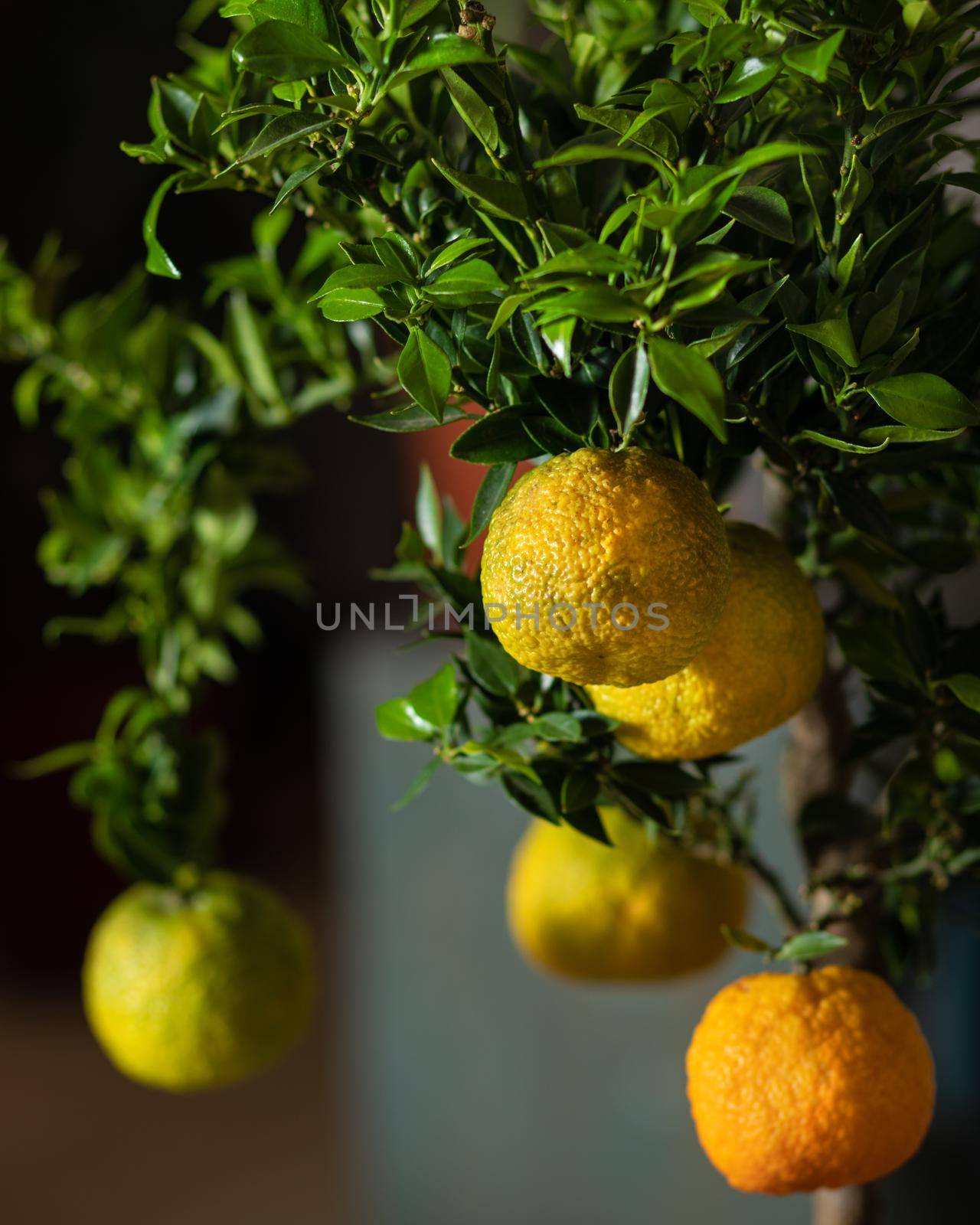 Lemon plant close up with dark background