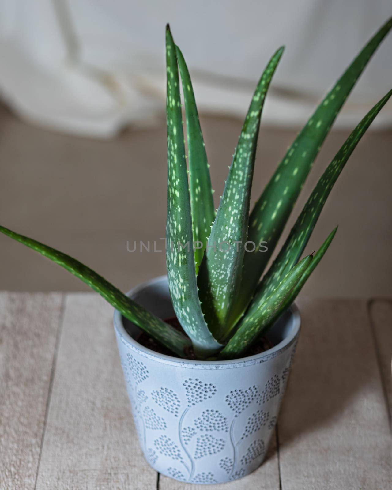 Aloe viridiflora in silver pot