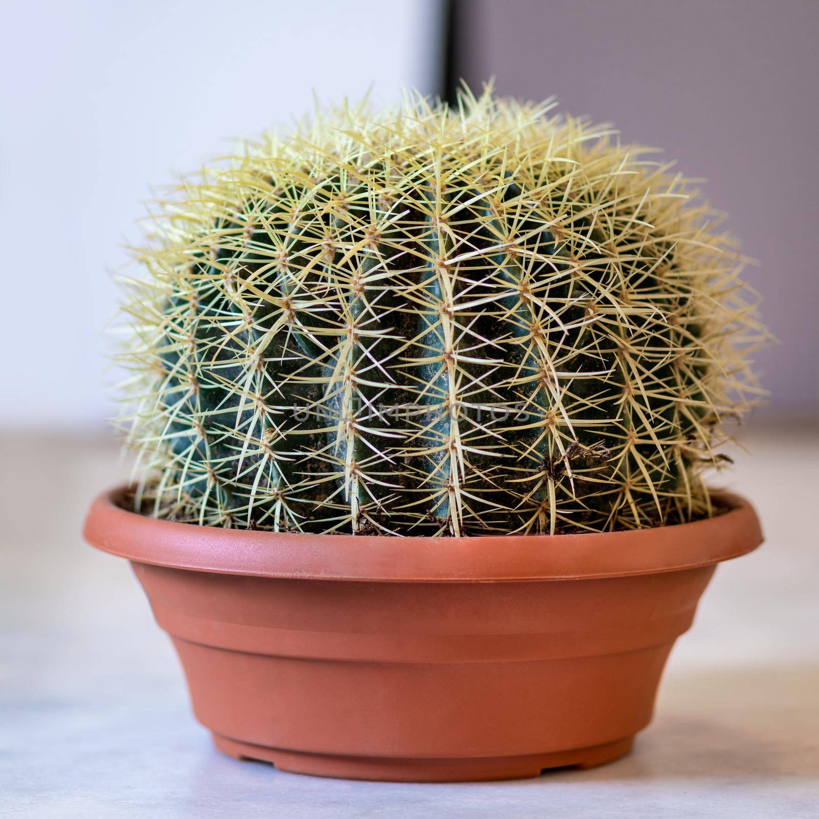 Echinocactus is a genus of cacti in the subfamily Cactoideae cactus