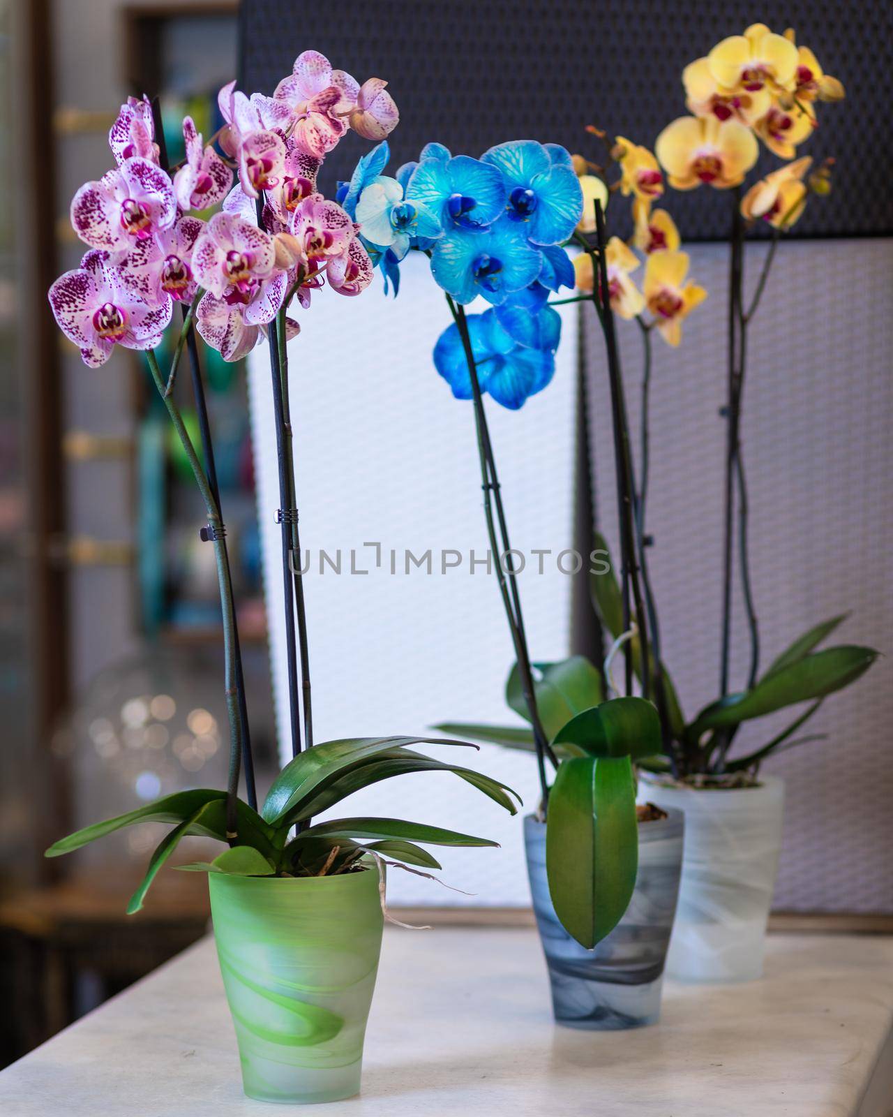 Colorful Moth orchids, Phalaenopsis in the pot, painted orchid by ferhad