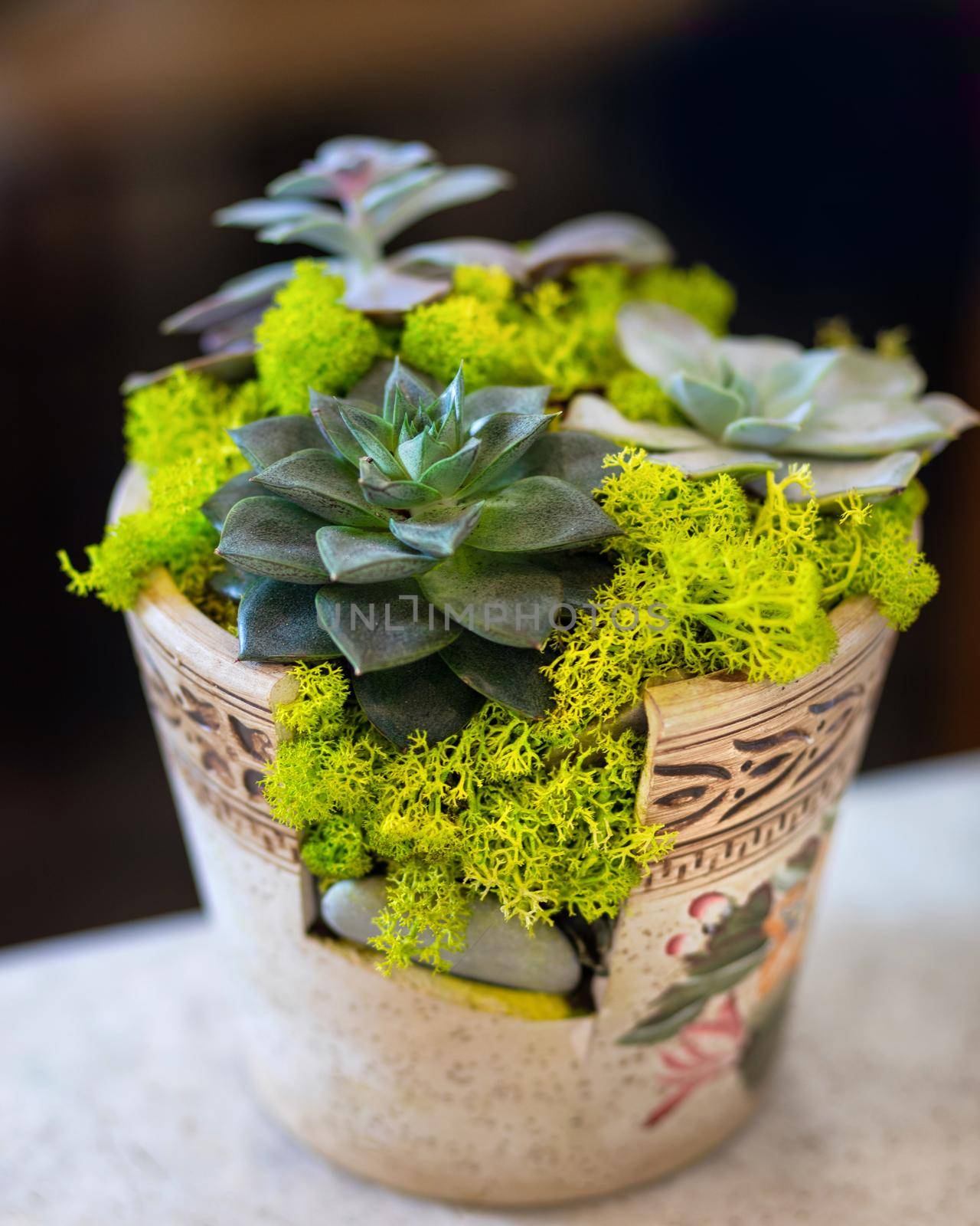 Creative terrarium plant in the vintage moss pot
