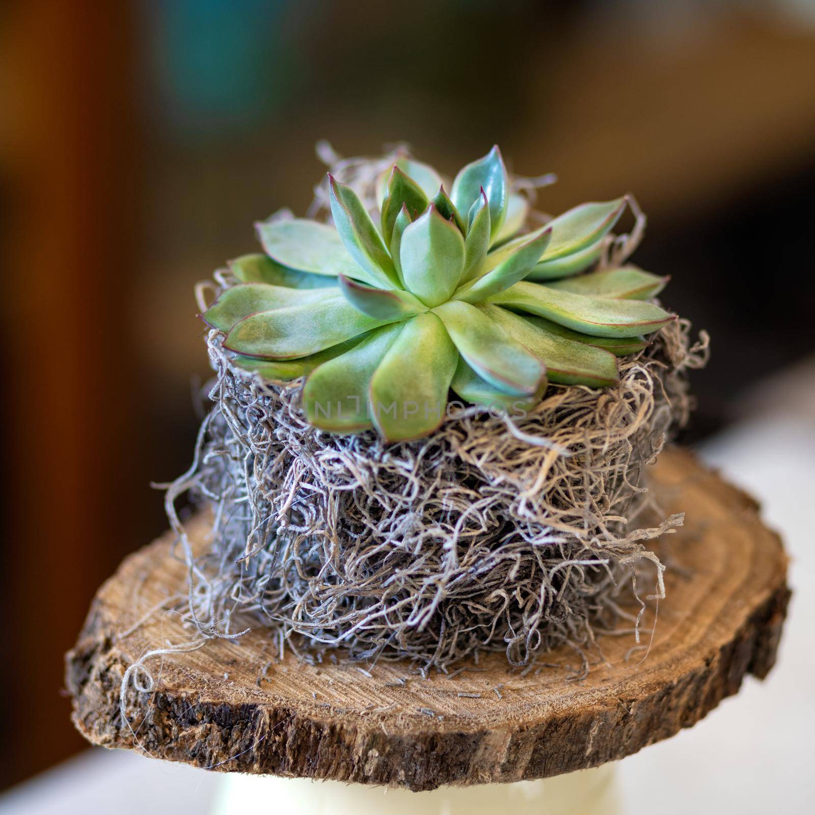 Small succulent on the wooden plate