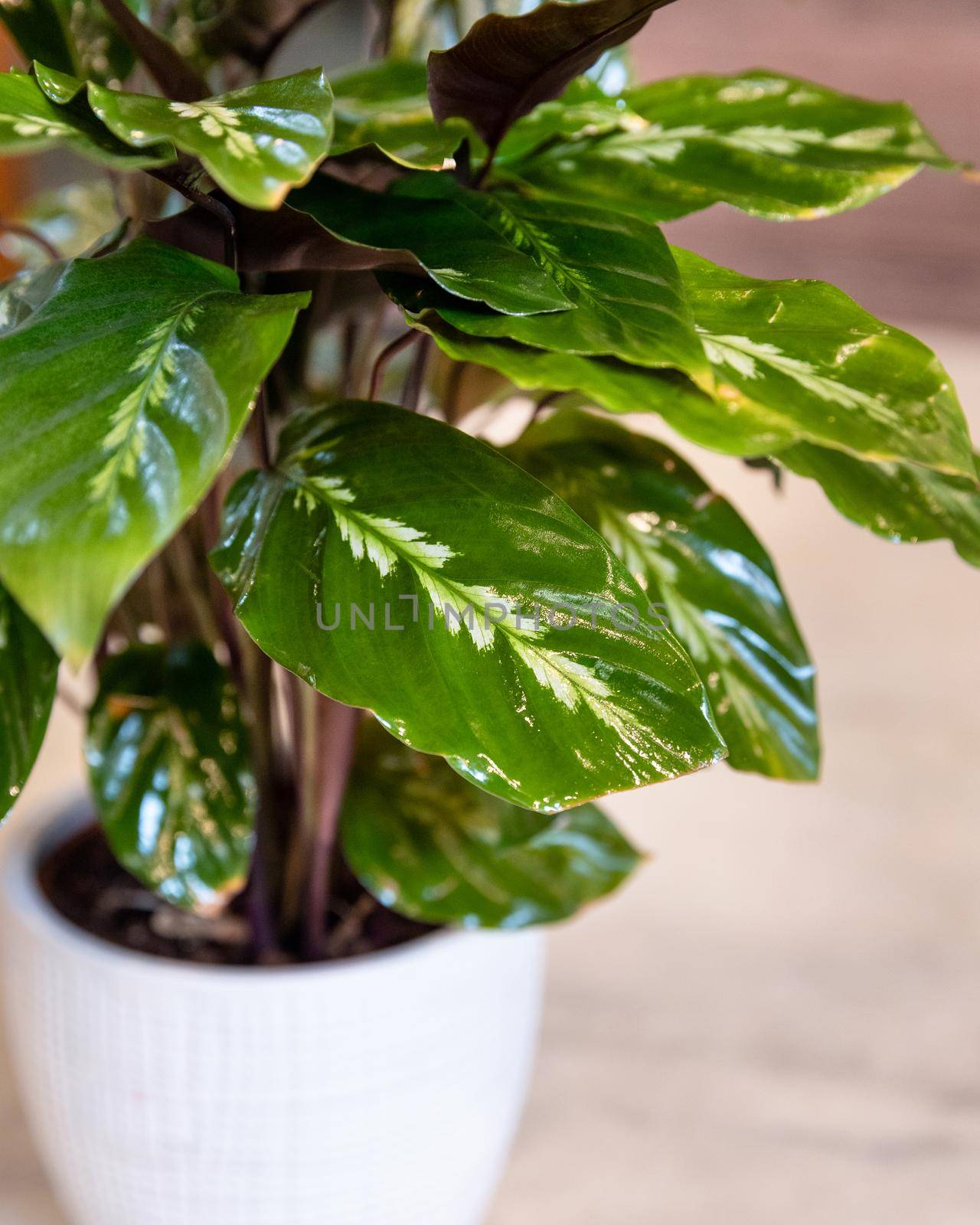 Aglaonema Maria - Chinese Evergreen close up by ferhad