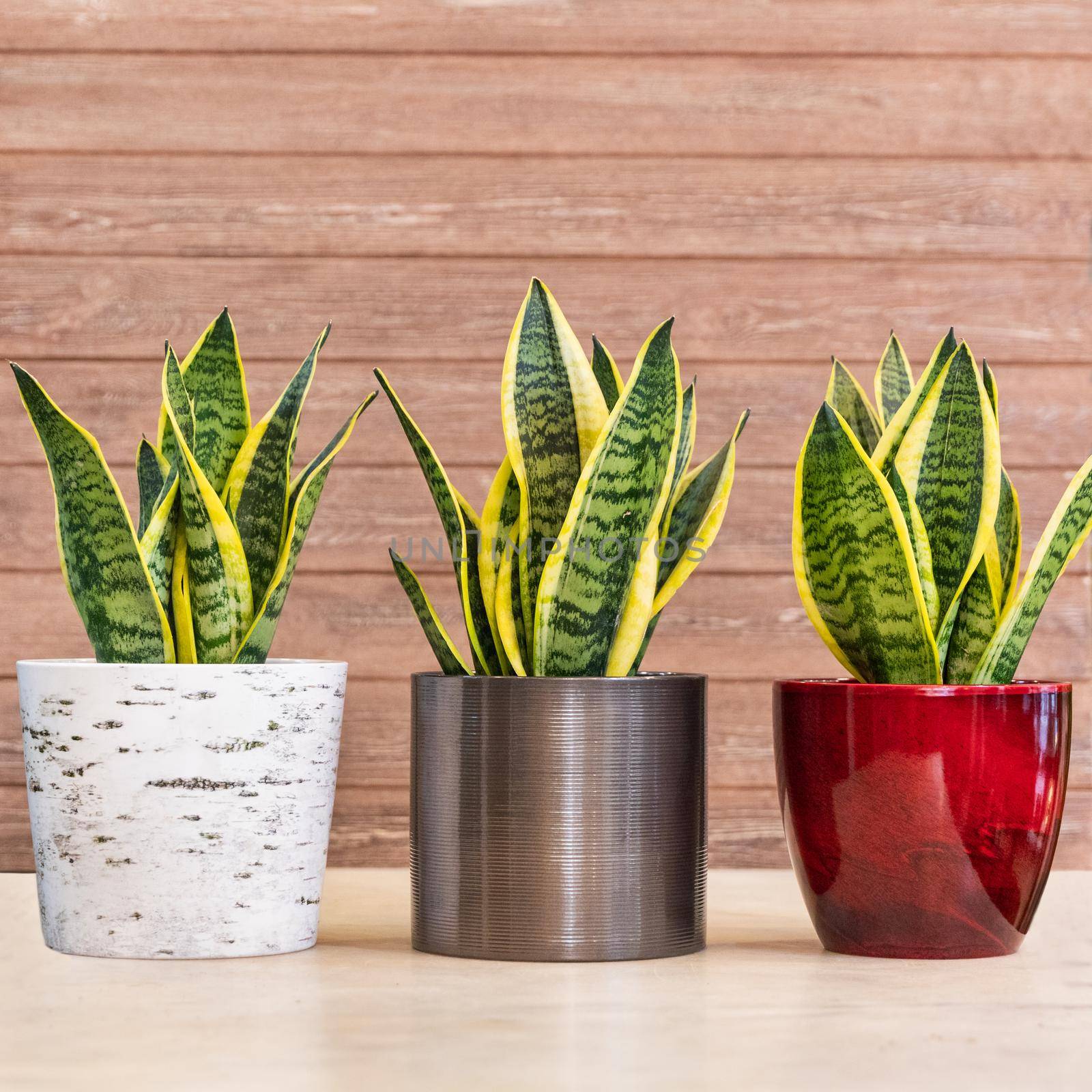 Sansevieria trifasciata Laurentii - Variegated Snake Plant in the pot by ferhad