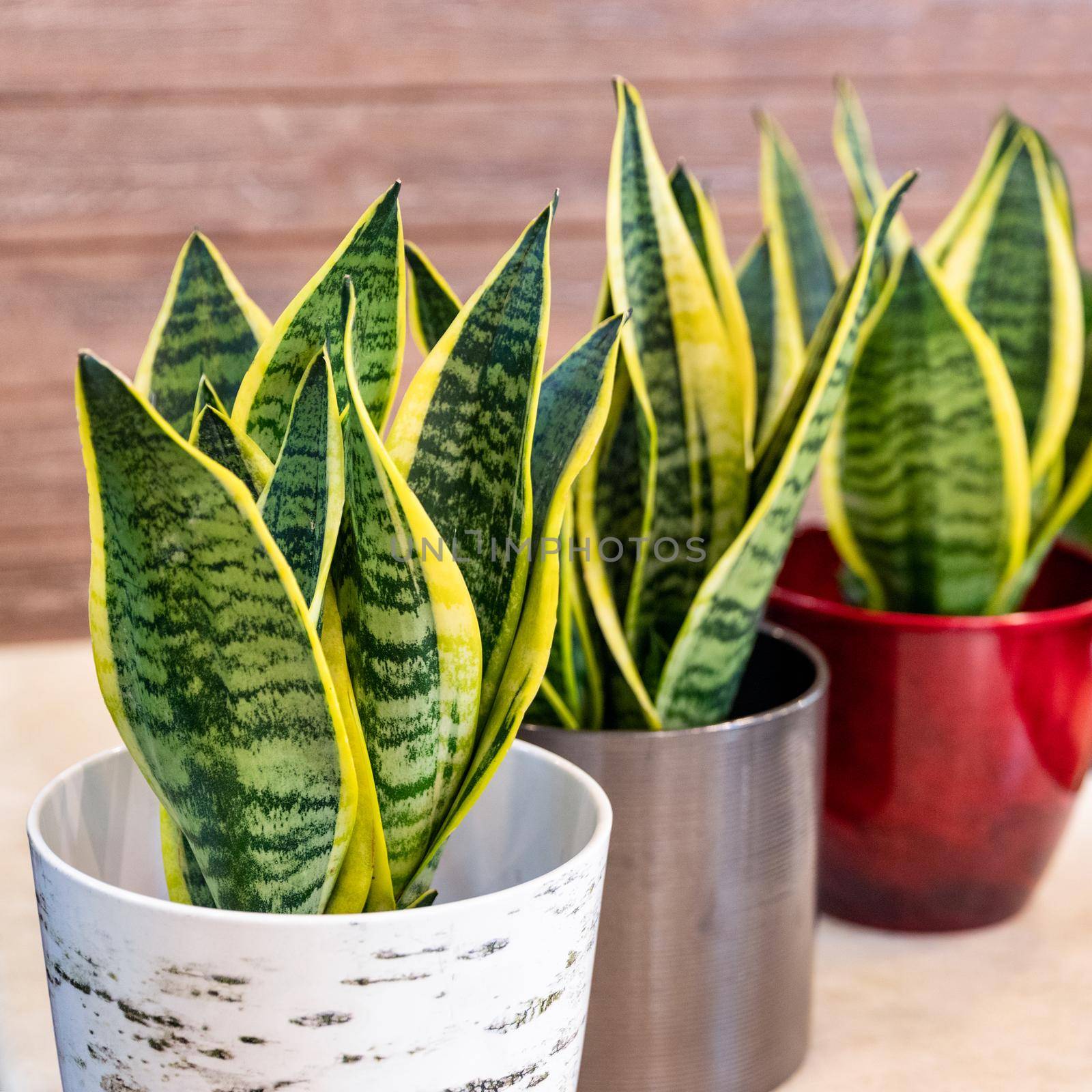 Sansevieria trifasciata Laurentii - Variegated Snake Plant in the pot close up by ferhad