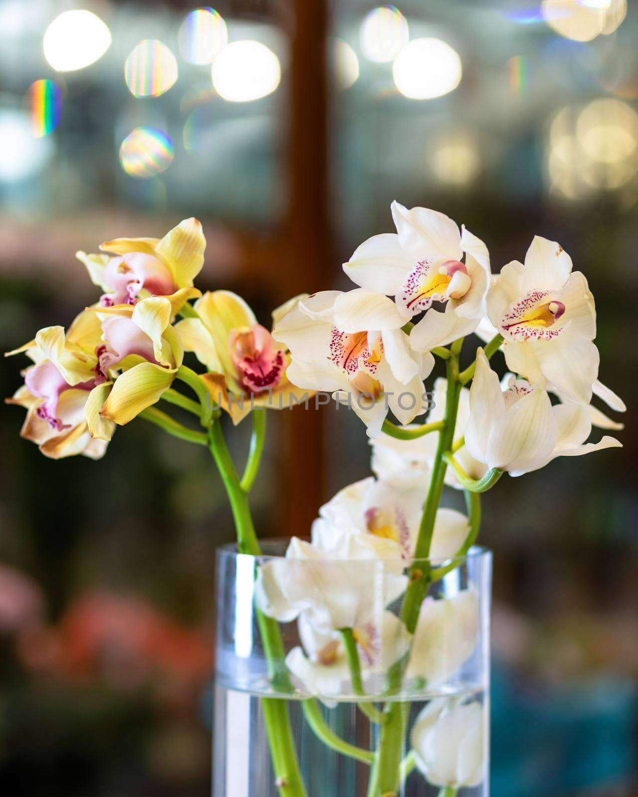 Moth orchids, Phalaenopsis Blume close up by ferhad