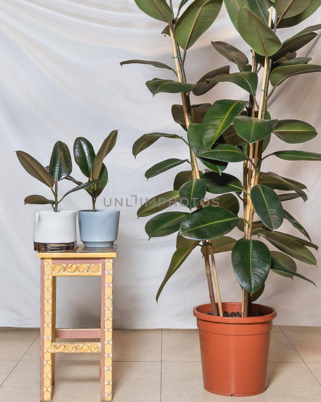 Small and big Rubber fig, Ficus elastica in the pot with white background by ferhad