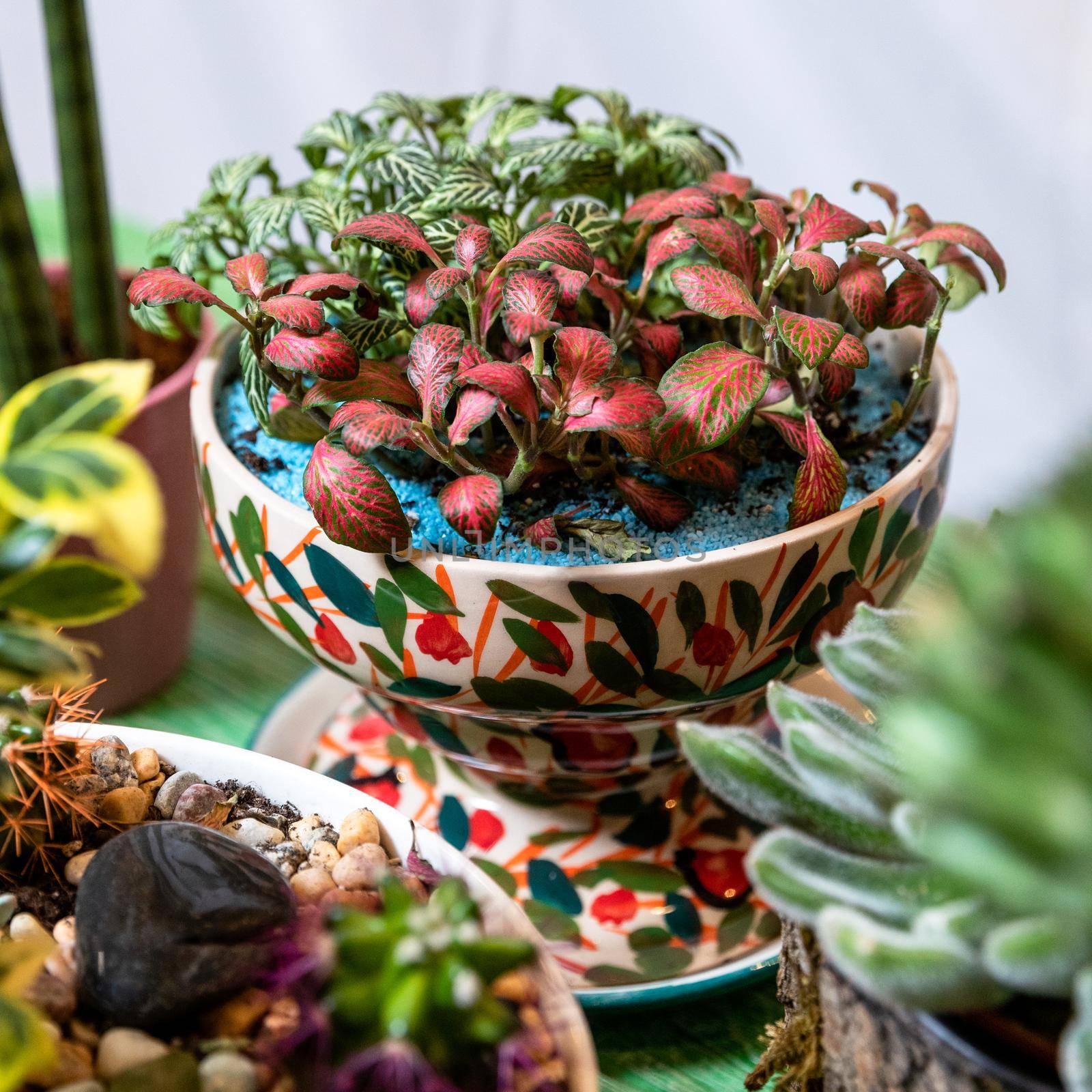 Terrarium, painted succulents on the green table by ferhad