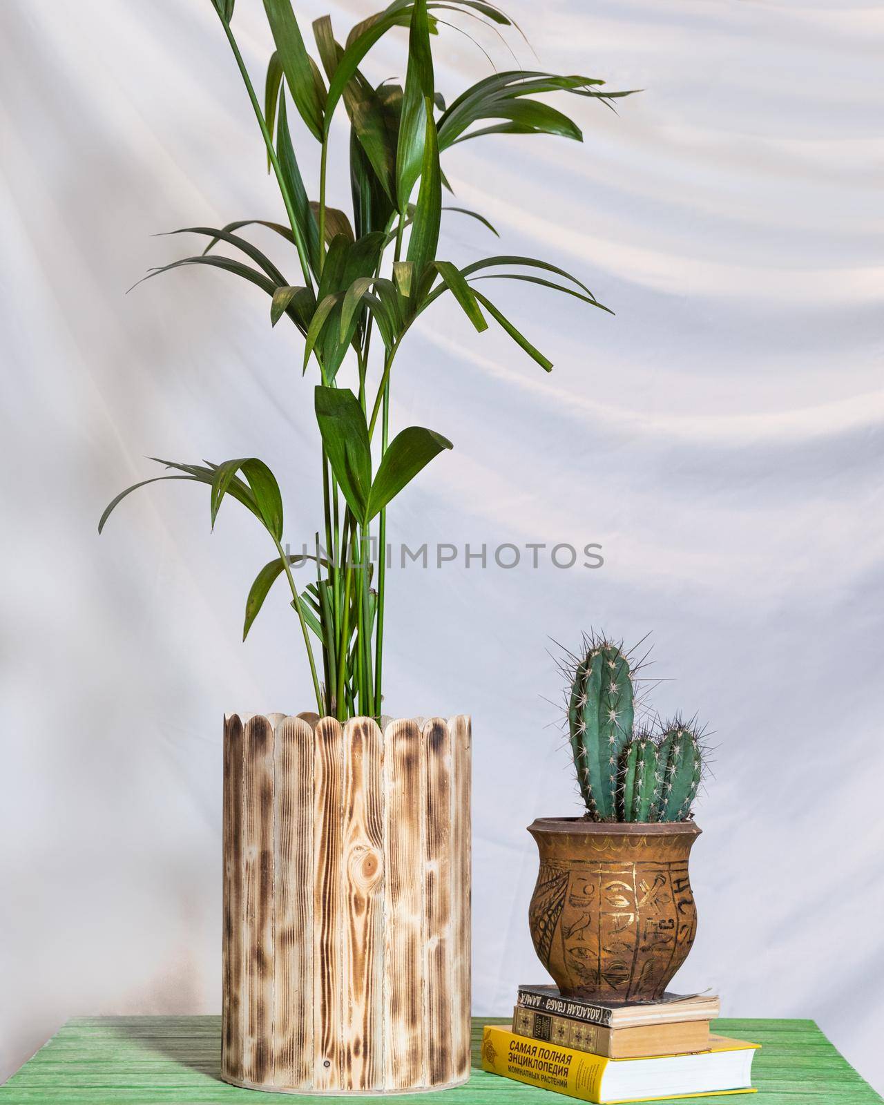 Echinocereus cactus with plant white background by ferhad