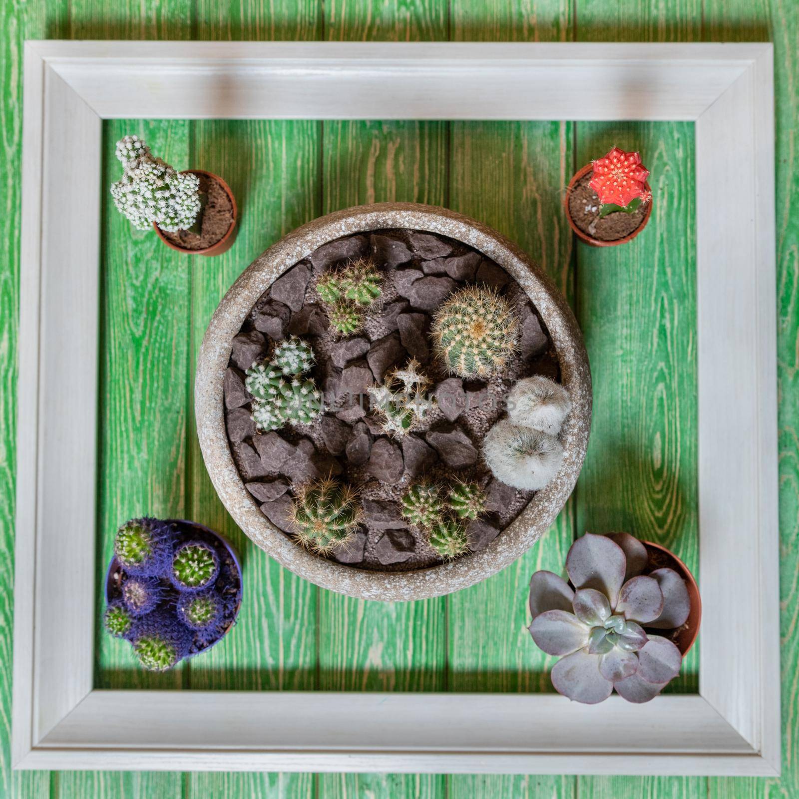 Terrarium, succulent on the table from above by ferhad