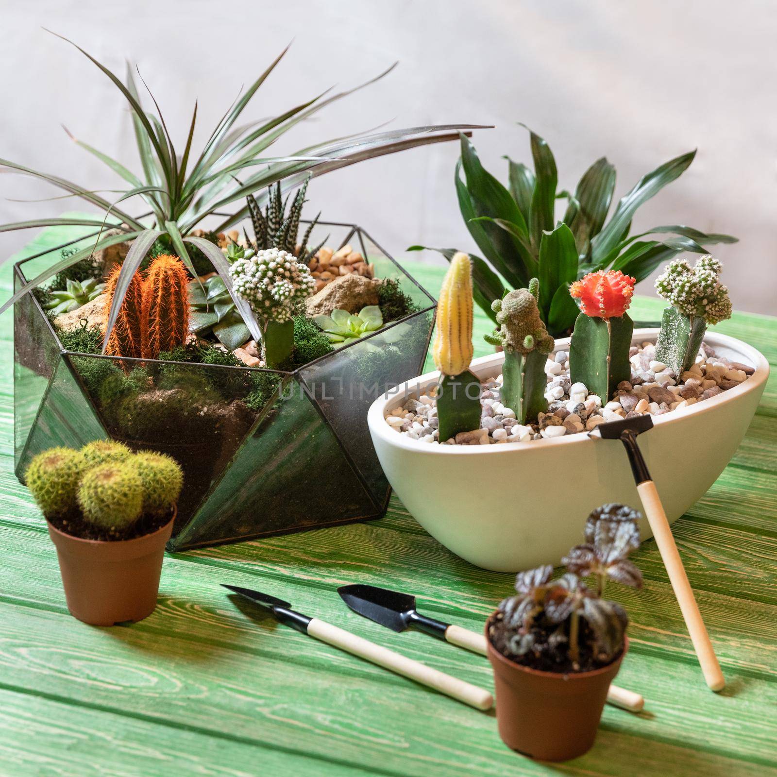 Terrarium, Moon Cactus, Succulent, mini shovels on the green table by ferhad