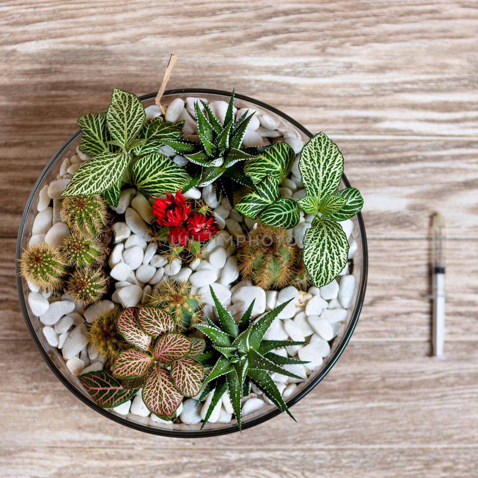 Terrarium plant with watering needle from above by ferhad