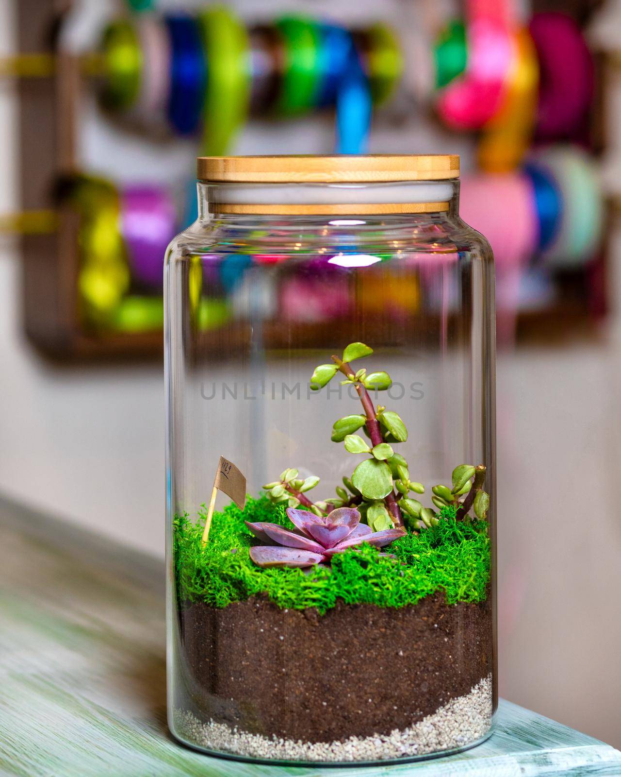 Terrarium plant in glass jar