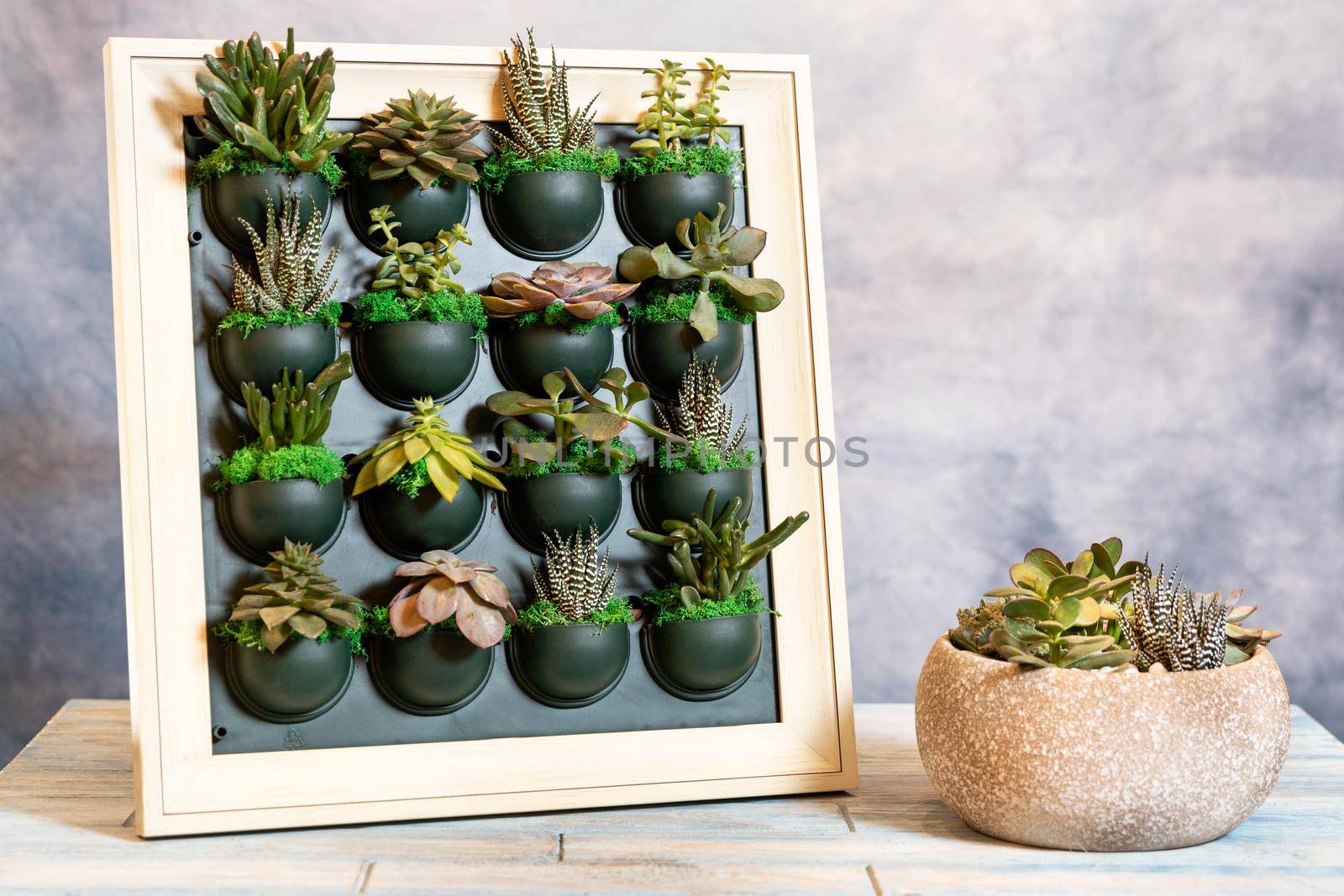 Succulents on the wall plate with terrarium in the ceramic pot by ferhad