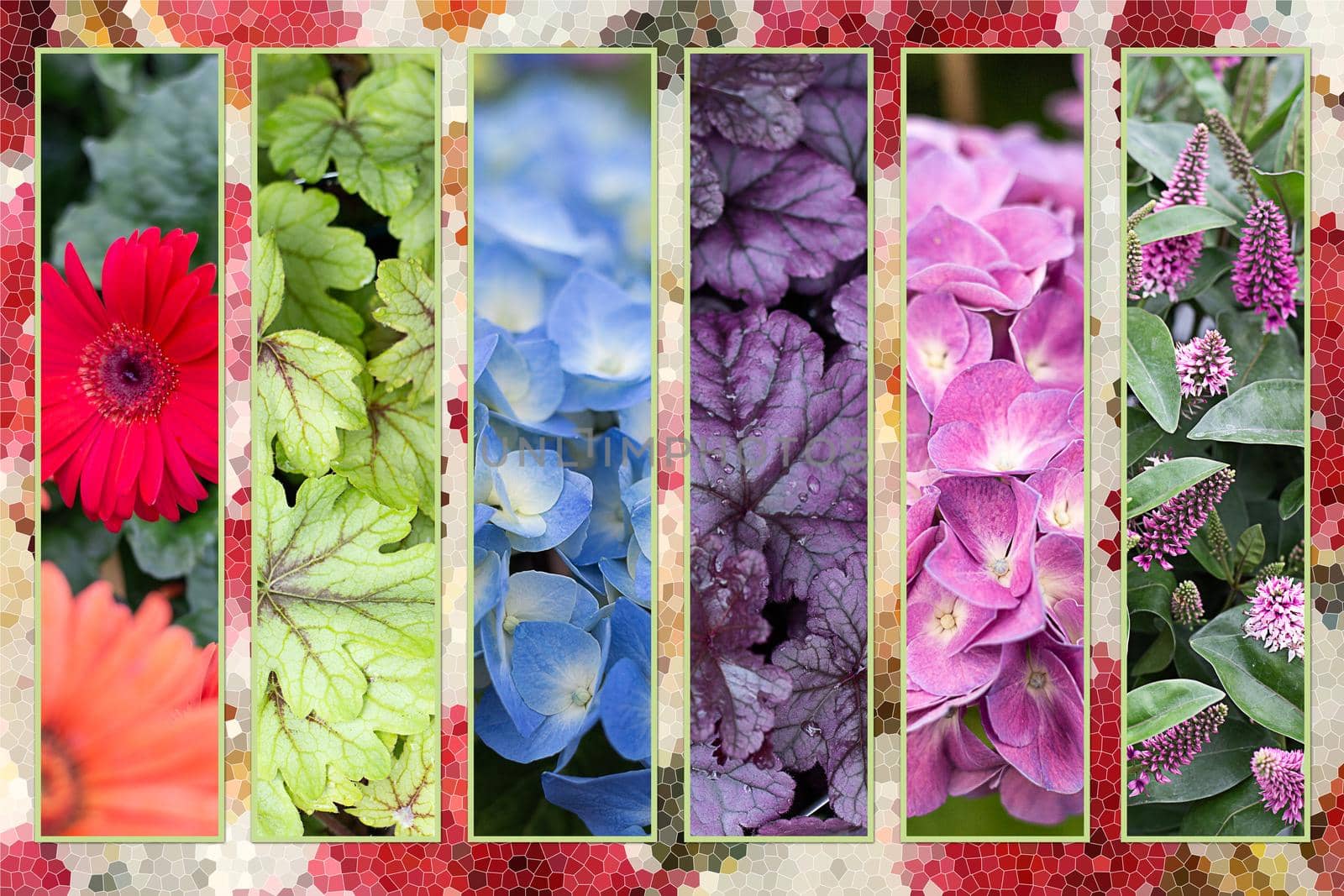 Flower background in collage. Frame set from different flowers