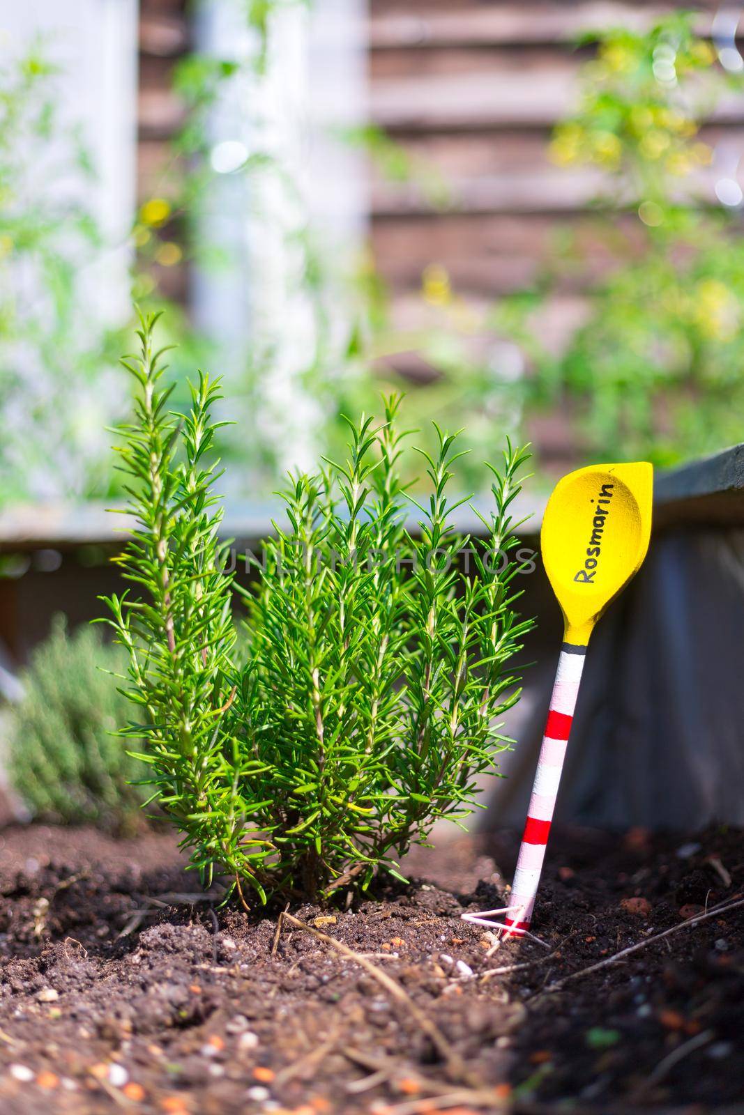 Aromatic and healthy herbs growing in a raised bed in the own garden. Rosemary