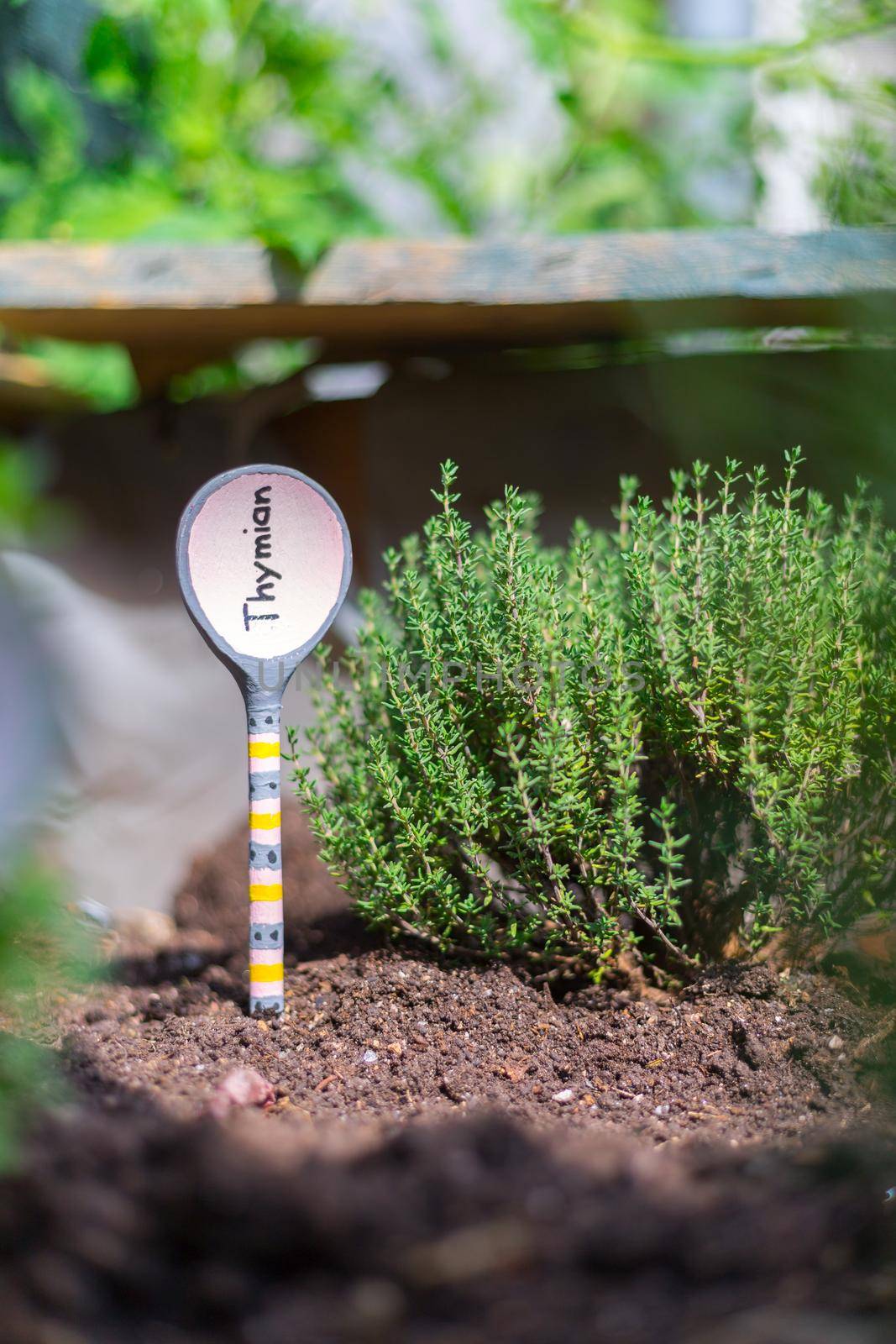 Aromatic and healthy herbs growing in a raised bed in the own garden. Thymine