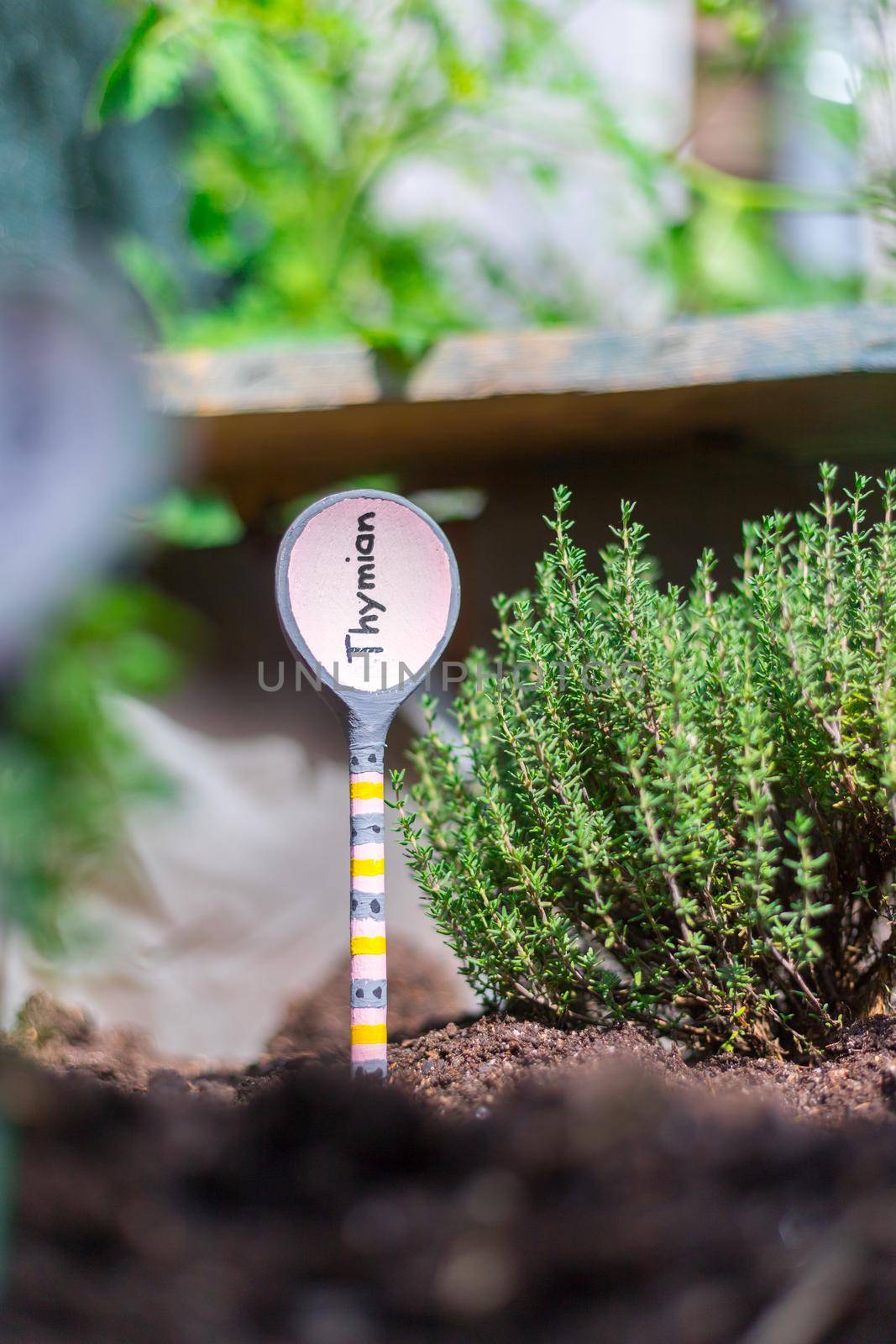 Urban gardening: cultivation of tasty herbs on fruitful soil in the own garden, raised bed. Thymine by Daxenbichler