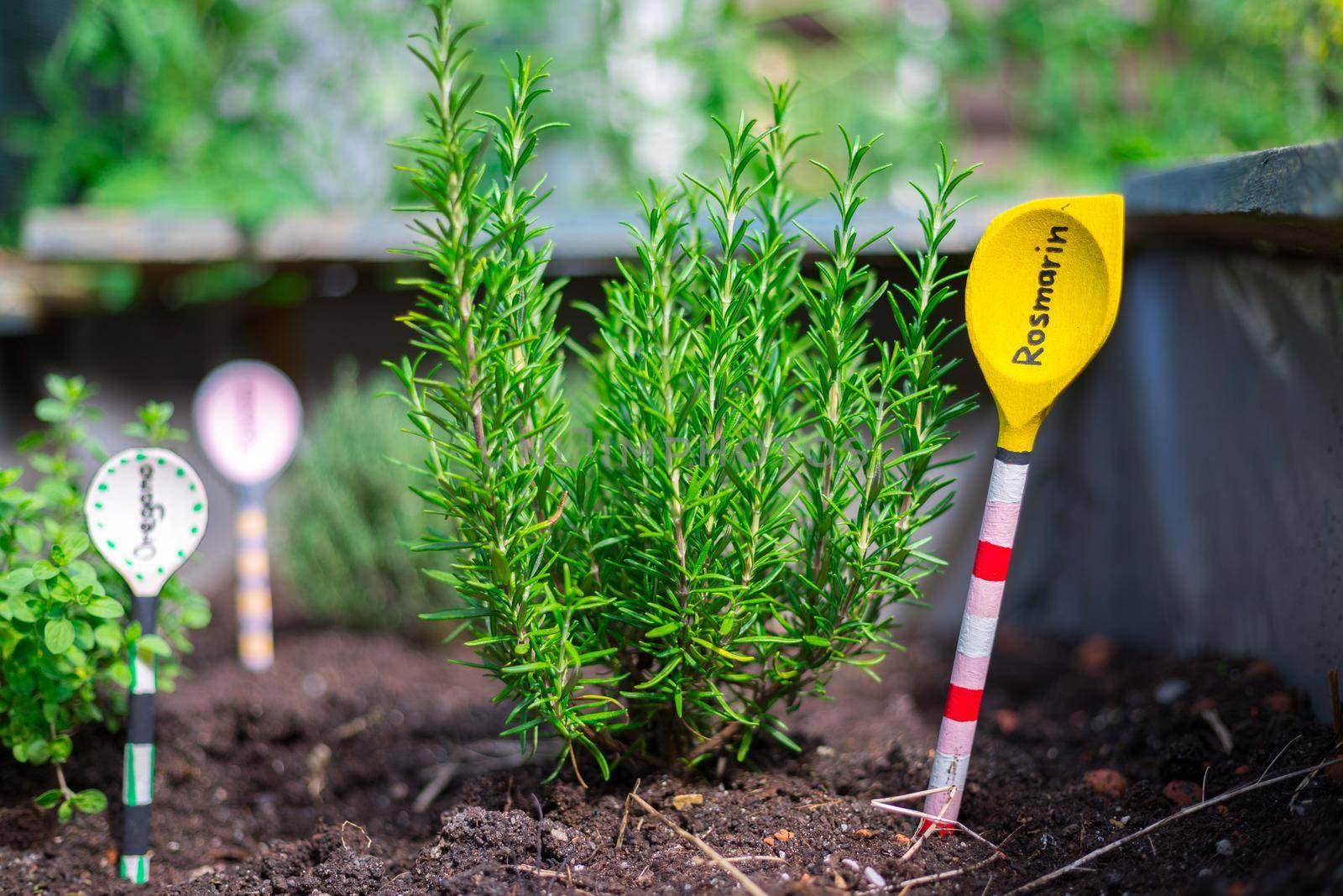 Urban gardening: cultivation of tasty herbs on fruitful soil in the own garden, raised bed. Rosemary by Daxenbichler