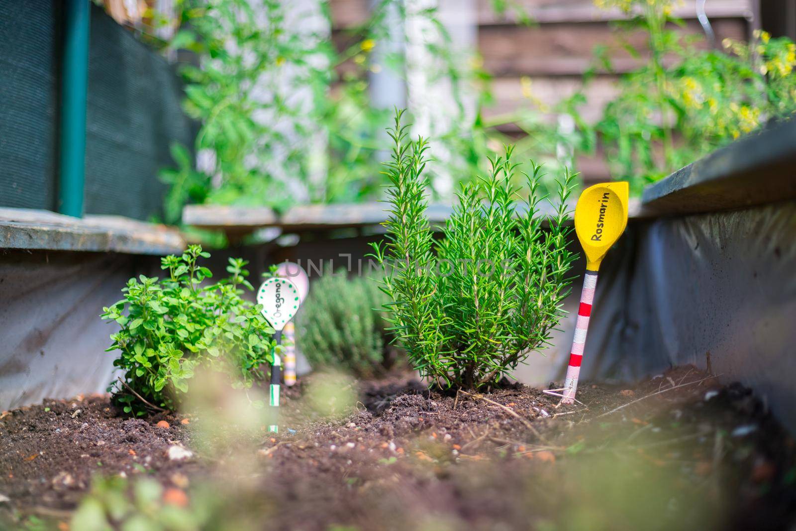 Aromatic and healthy herbs growing in a raised bed in the own garden. Rosemary