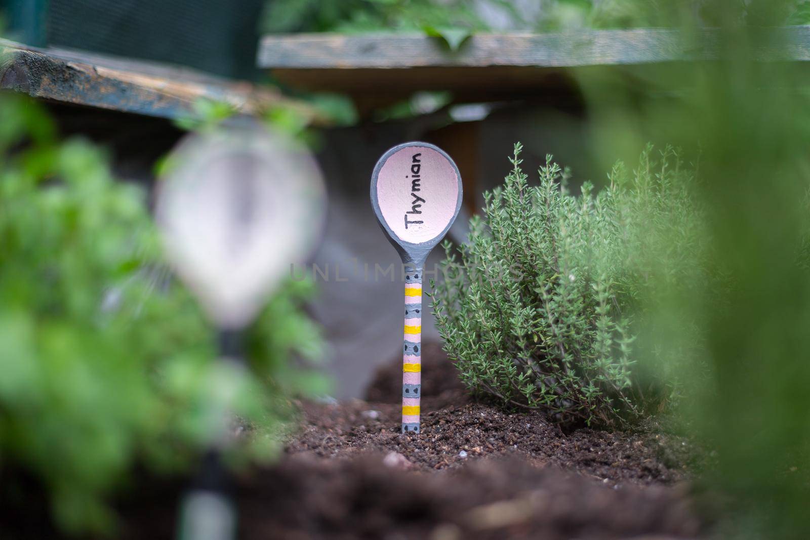 Aromatic and healthy herbs growing in a raised bed in the own garden. Thymine