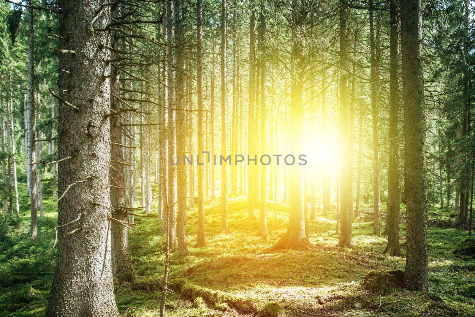 Impressive spruce trees in the forest, spirituality and wood therapy