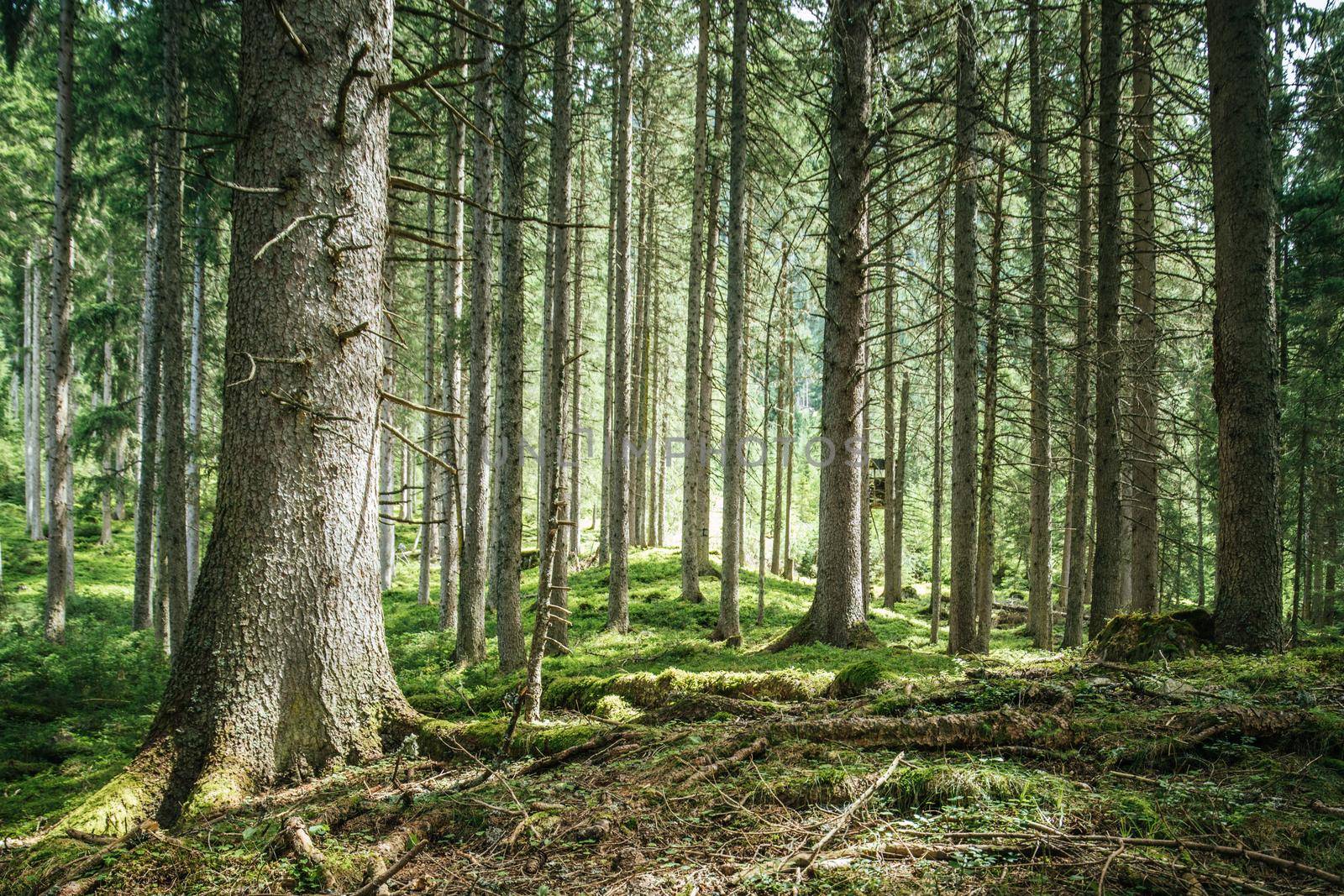 Impressive spruce trees in the forest, spirituality and wood therapy
