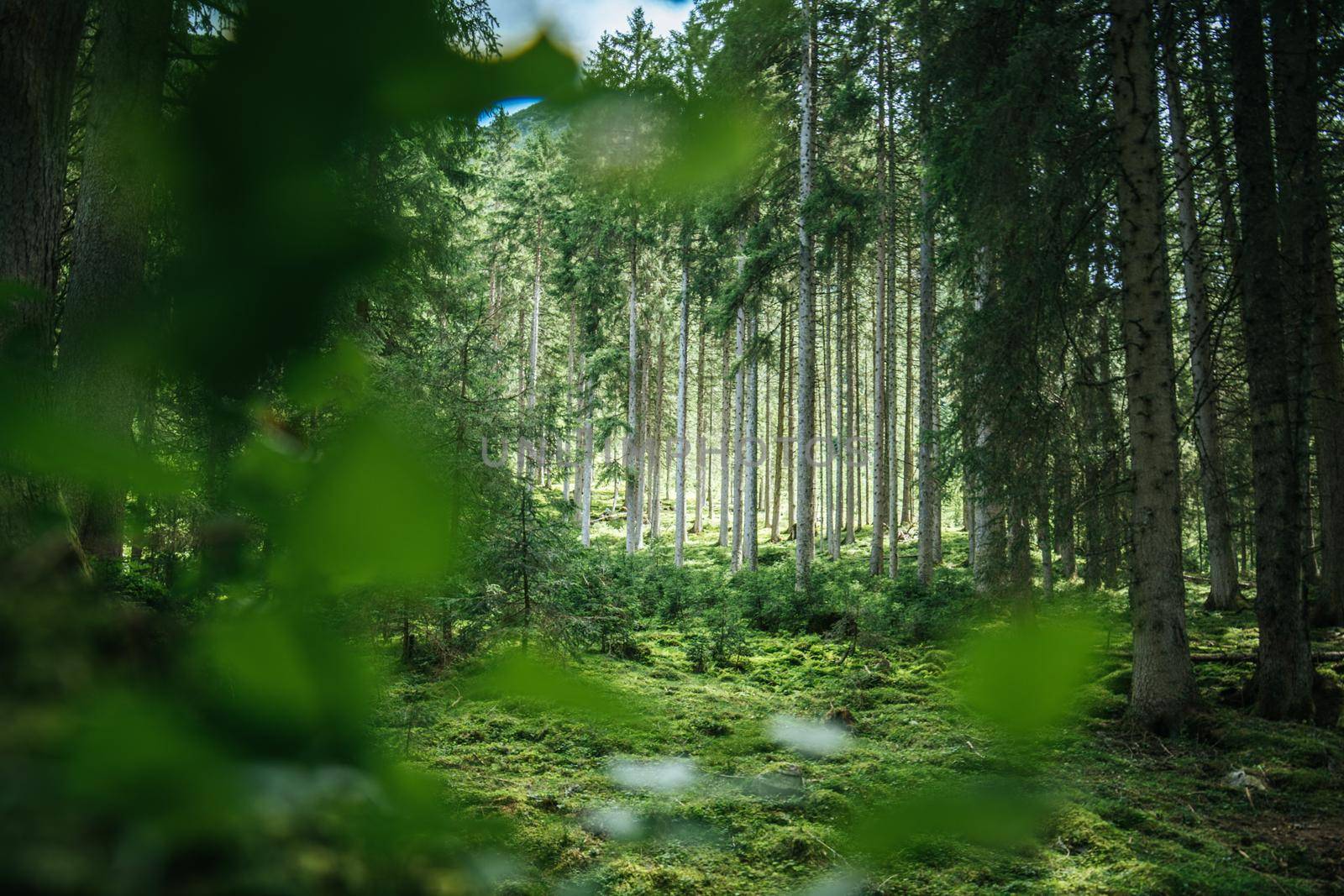 Impressive spruce trees in the forest, spirituality and wood therapy