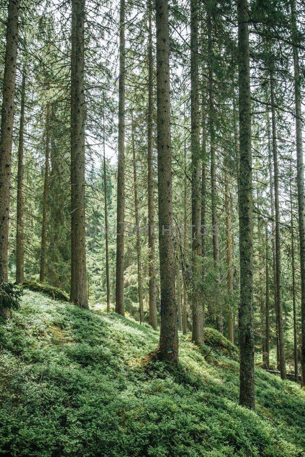 Impressive spruce trees in the forest, spirituality and wood therapy