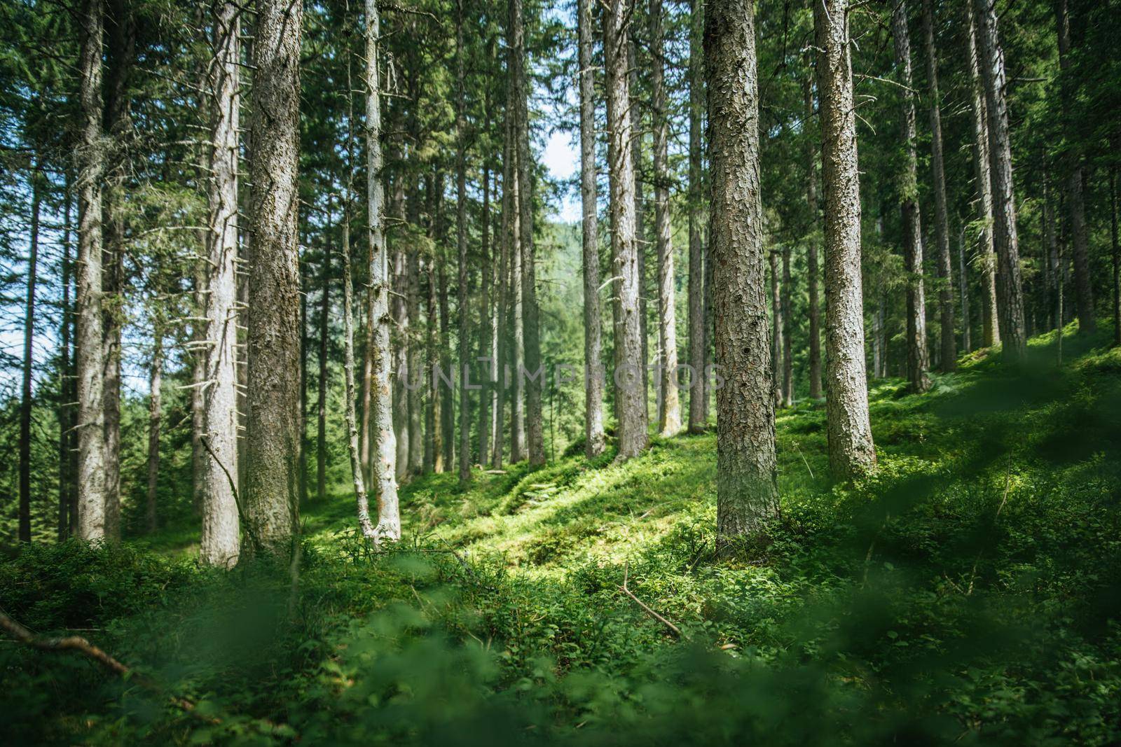 Impressive spruce trees in the forest, spirituality and wood therapy