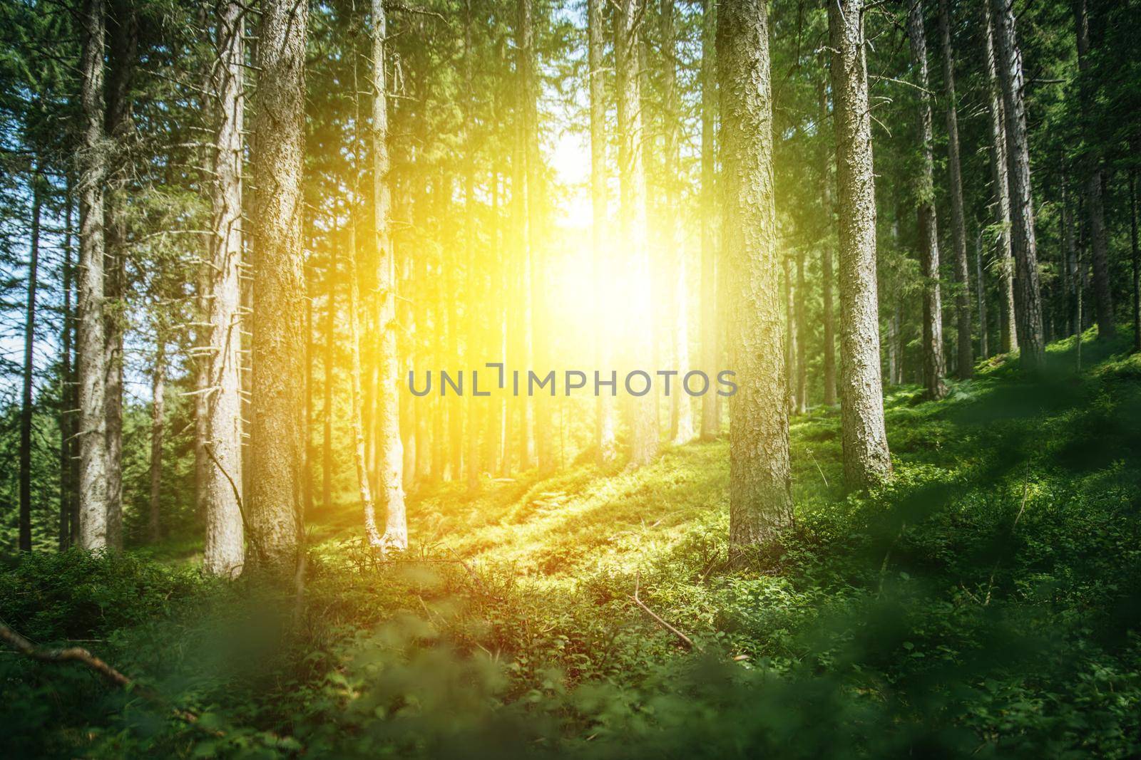 Impressive spruce trees in the forest, spirituality and wood therapy