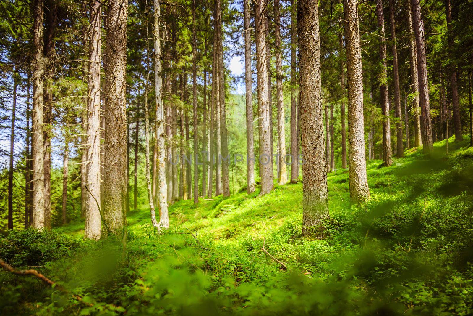 Impressive spruce trees in the forest, spirituality and wood therapy