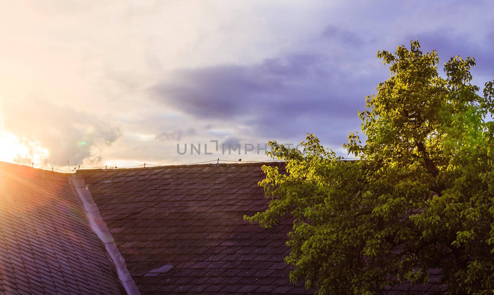 Roof of an old house, sunbeams and a tree with green leaves