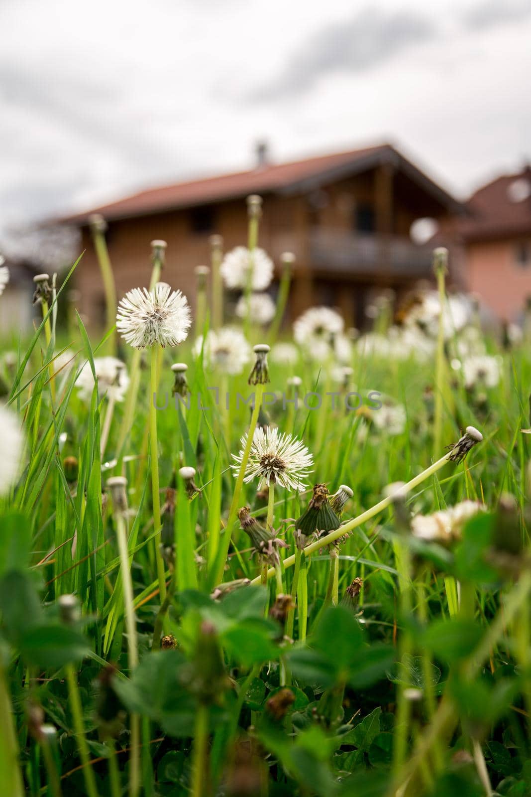 Faded dandelion flowers in foreground, blurry house in the background