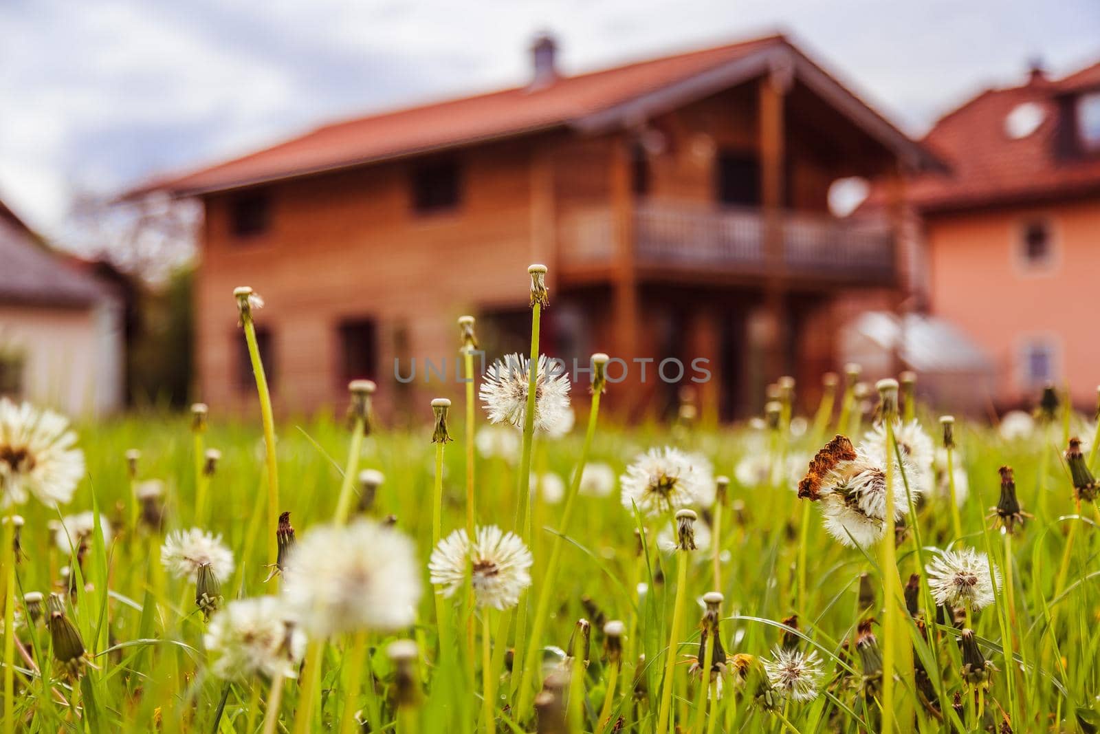 Faded dandelion flowers in foreground, blurry house in the background