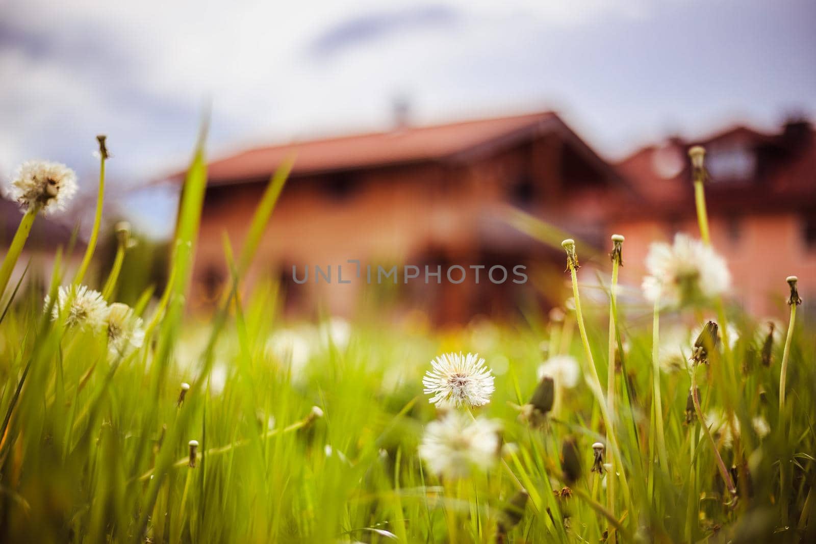 Faded dandelion flowers in foreground, blurry house in the background