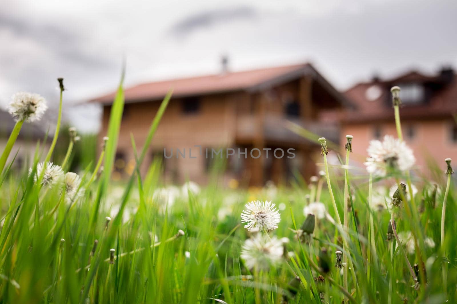 Faded dandelion flowers in foreground, blurry house in the background