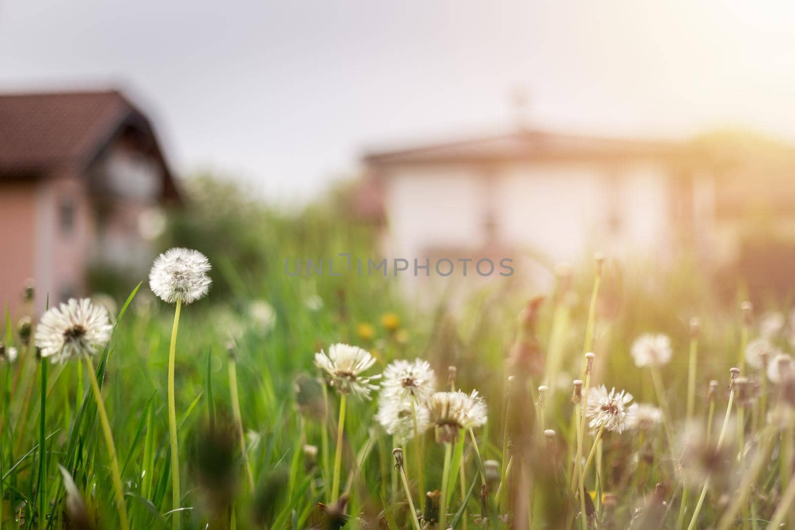 Faded dandelion flowers in foreground, blurry house in the background