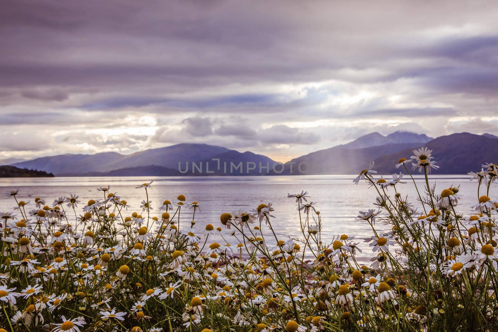 Beautiful mystic landscape lake scenery in Scotland with cloudy sky, flowers and sunbeams